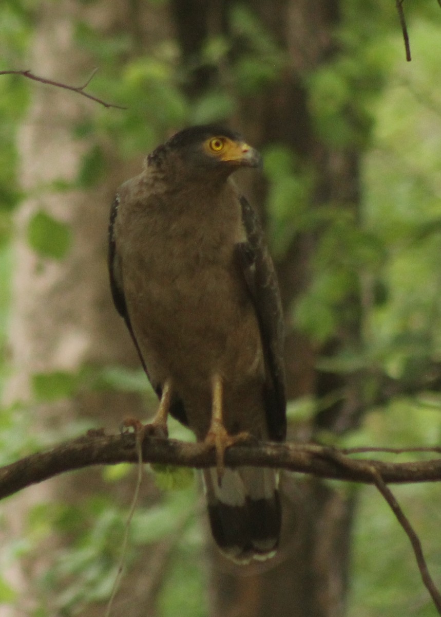 Crested Serpent-Eagle - ML619841760