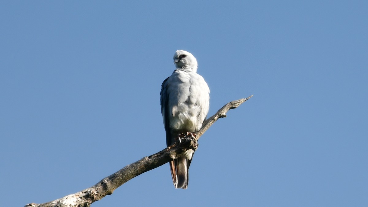 Mississippi Kite - ML619841809