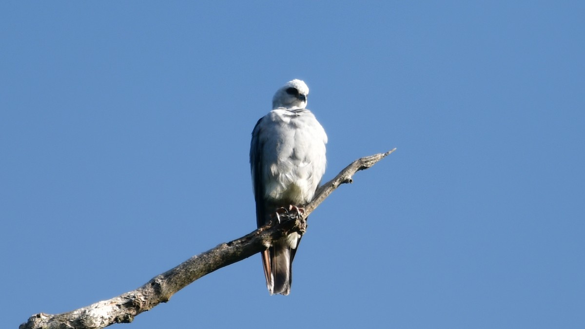 Mississippi Kite - ML619841817