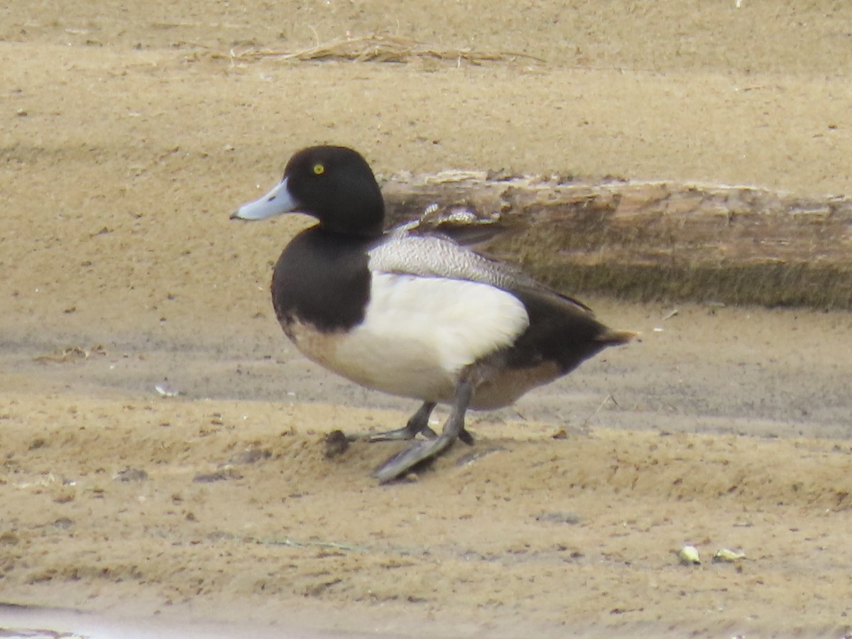 Greater Scaup - ML619841819