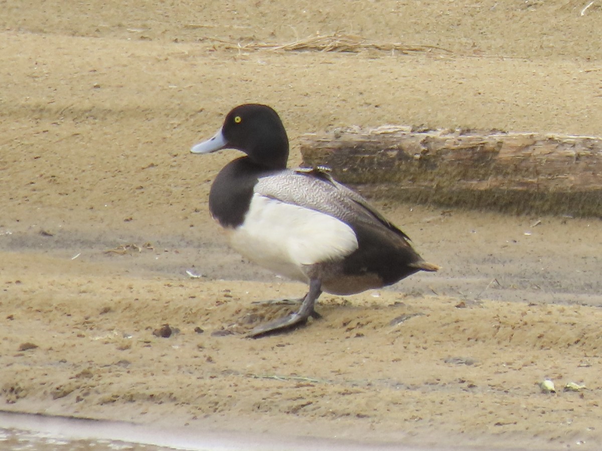 Greater Scaup - ML619841820