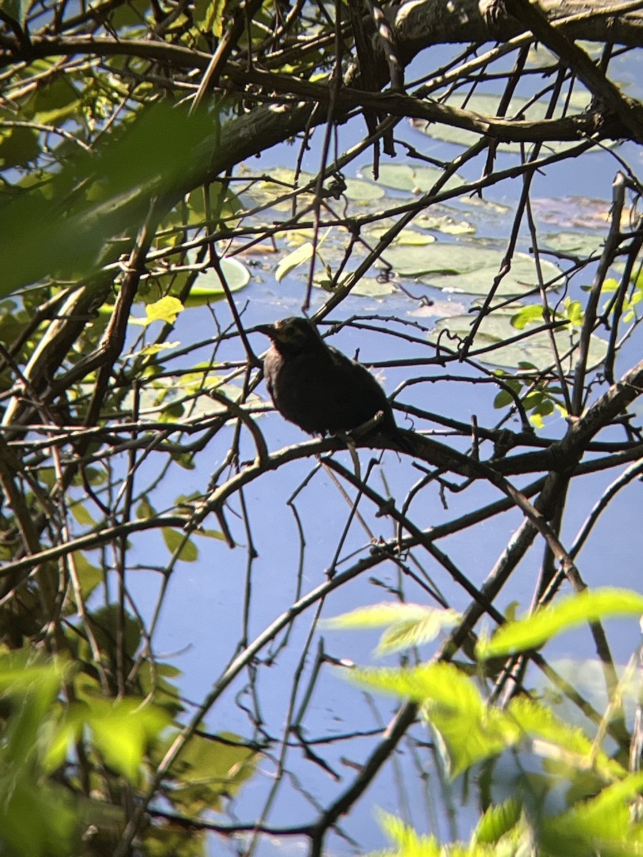 Common Grackle - ML619841837