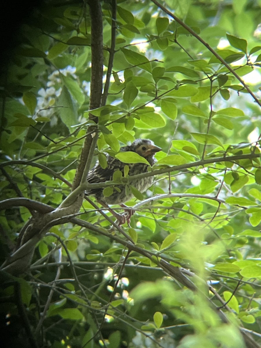 Red-winged Blackbird - ML619841853