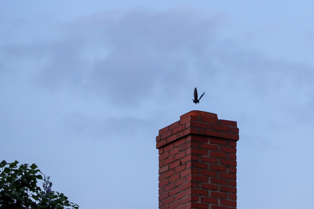 Chimney Swift - ML619841886