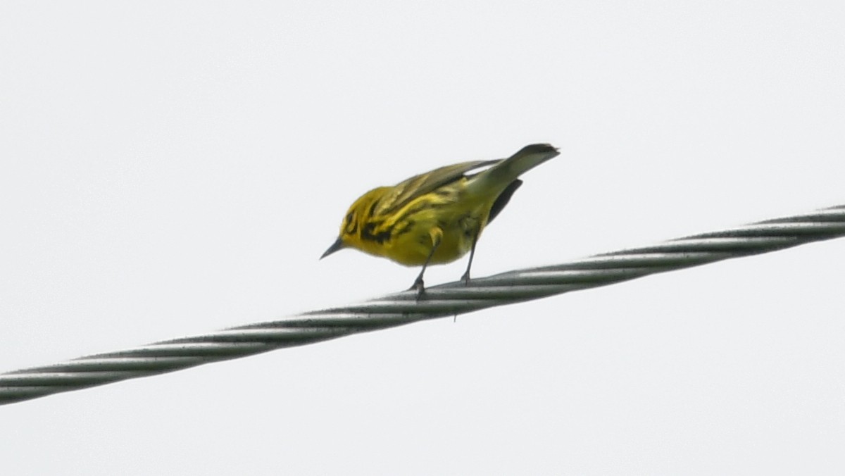 Prairie Warbler - ML619841903