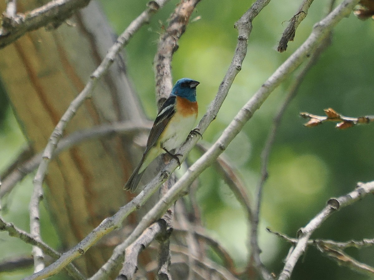 Lazuli Bunting - ML619841911