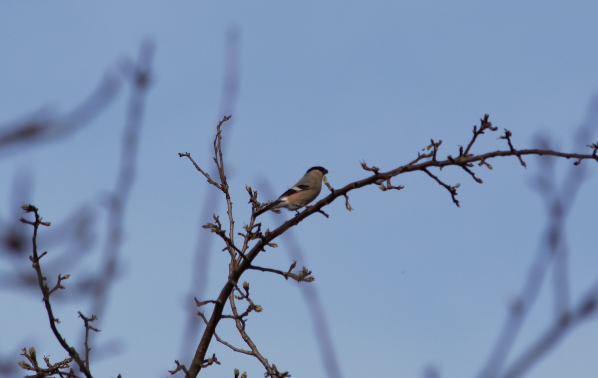 Eurasian Bullfinch - ML619841924