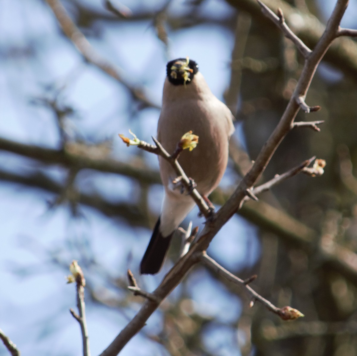 Eurasian Bullfinch - ML619841926