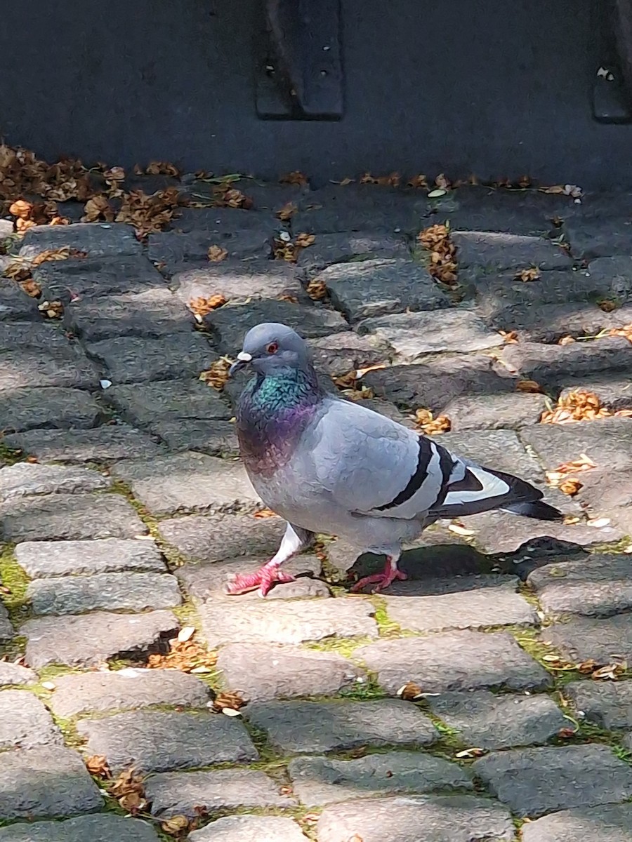 Rock Pigeon (Feral Pigeon) - ML619841950