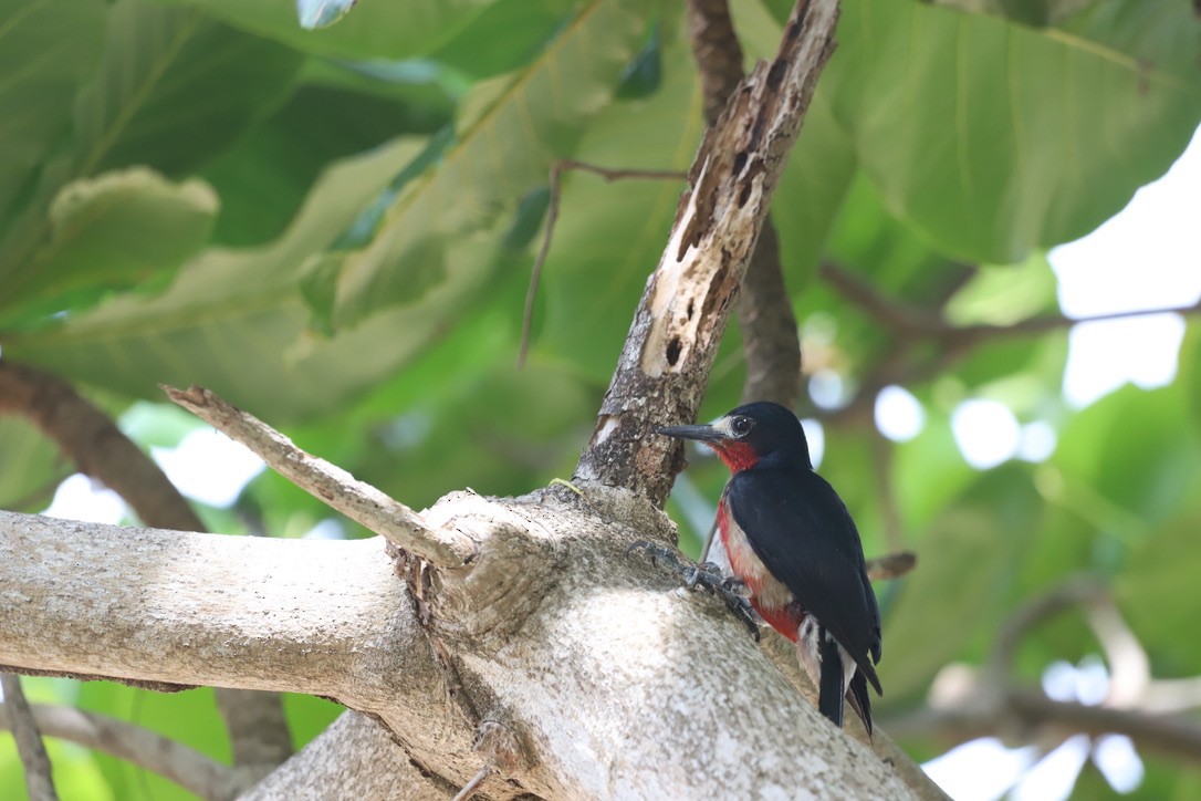 Puerto Rican Woodpecker - ML619841962