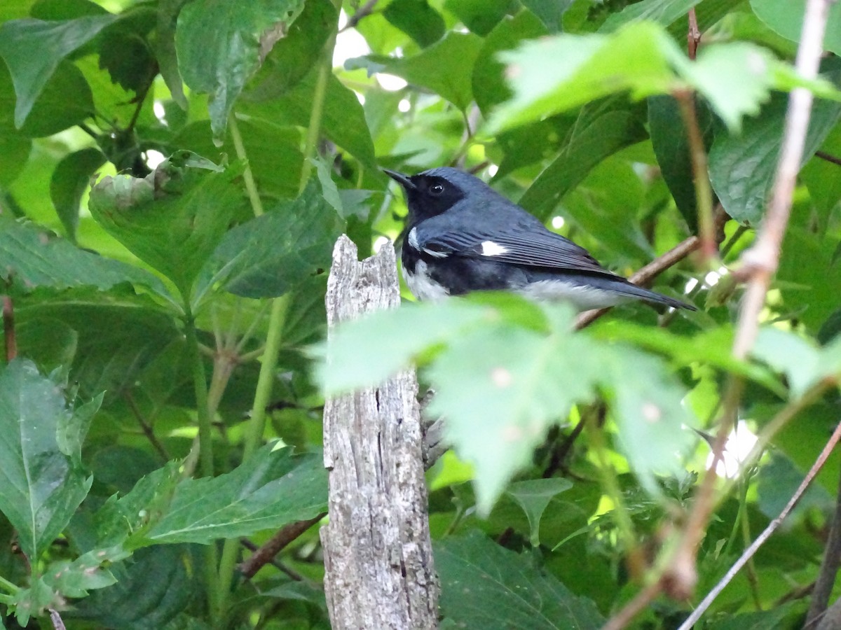 Black-throated Blue Warbler - ML619841963