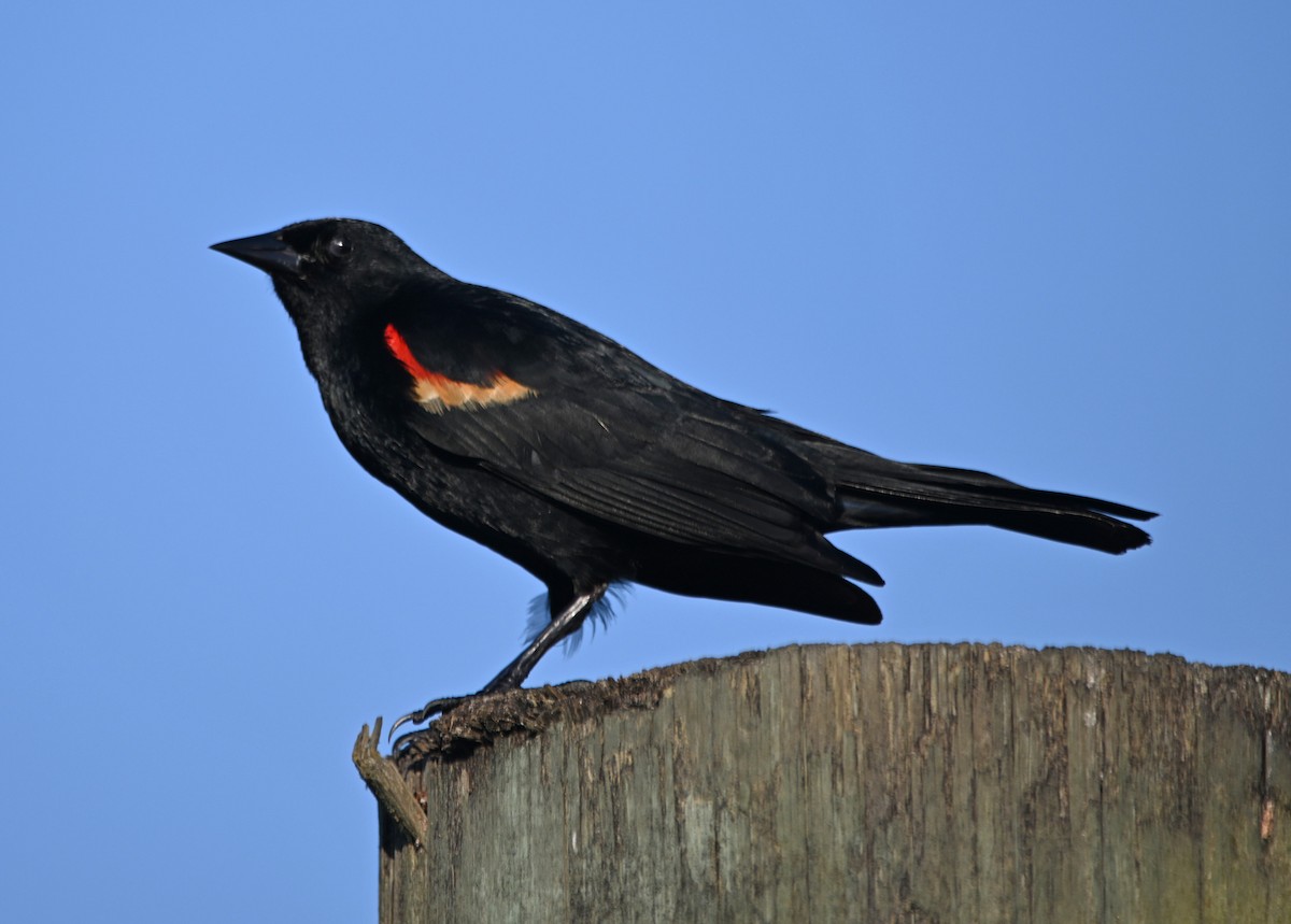 Red-winged Blackbird - ML619841964