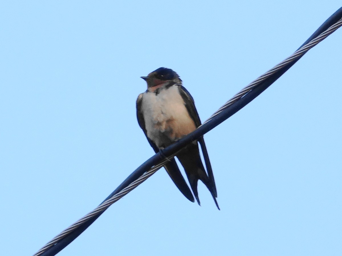 Barn Swallow - ML619841992