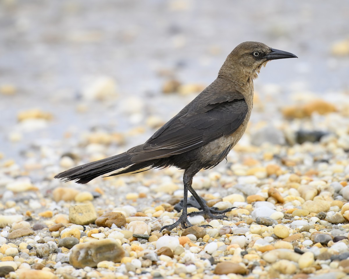 Boat-tailed Grackle - ML619841997