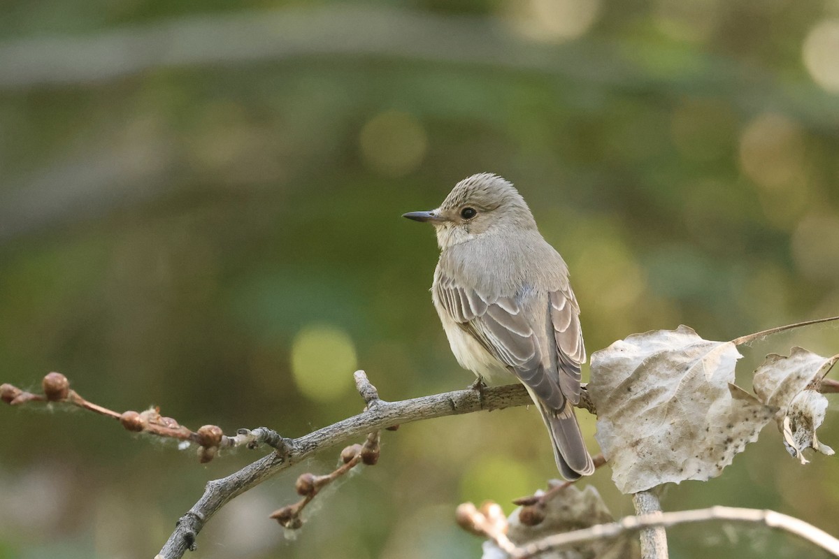 Spotted Flycatcher - ML619842016