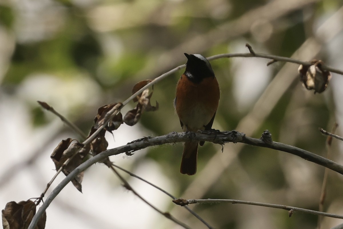 Common Redstart - ML619842022