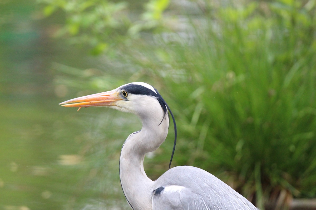 Gray Heron - ML619842042