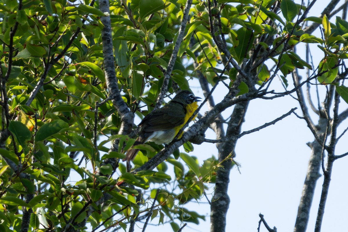 Yellow-breasted Chat - ML619842047