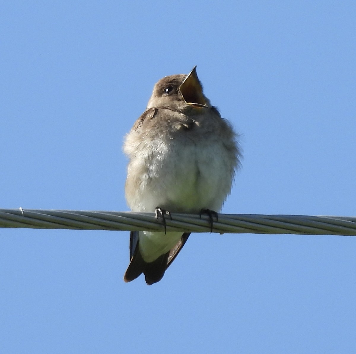 Northern Rough-winged Swallow - ML619842050