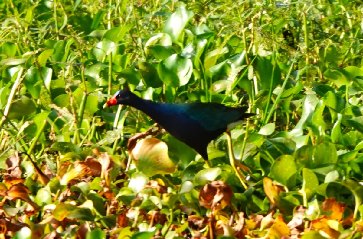 Purple Gallinule - ML619842051