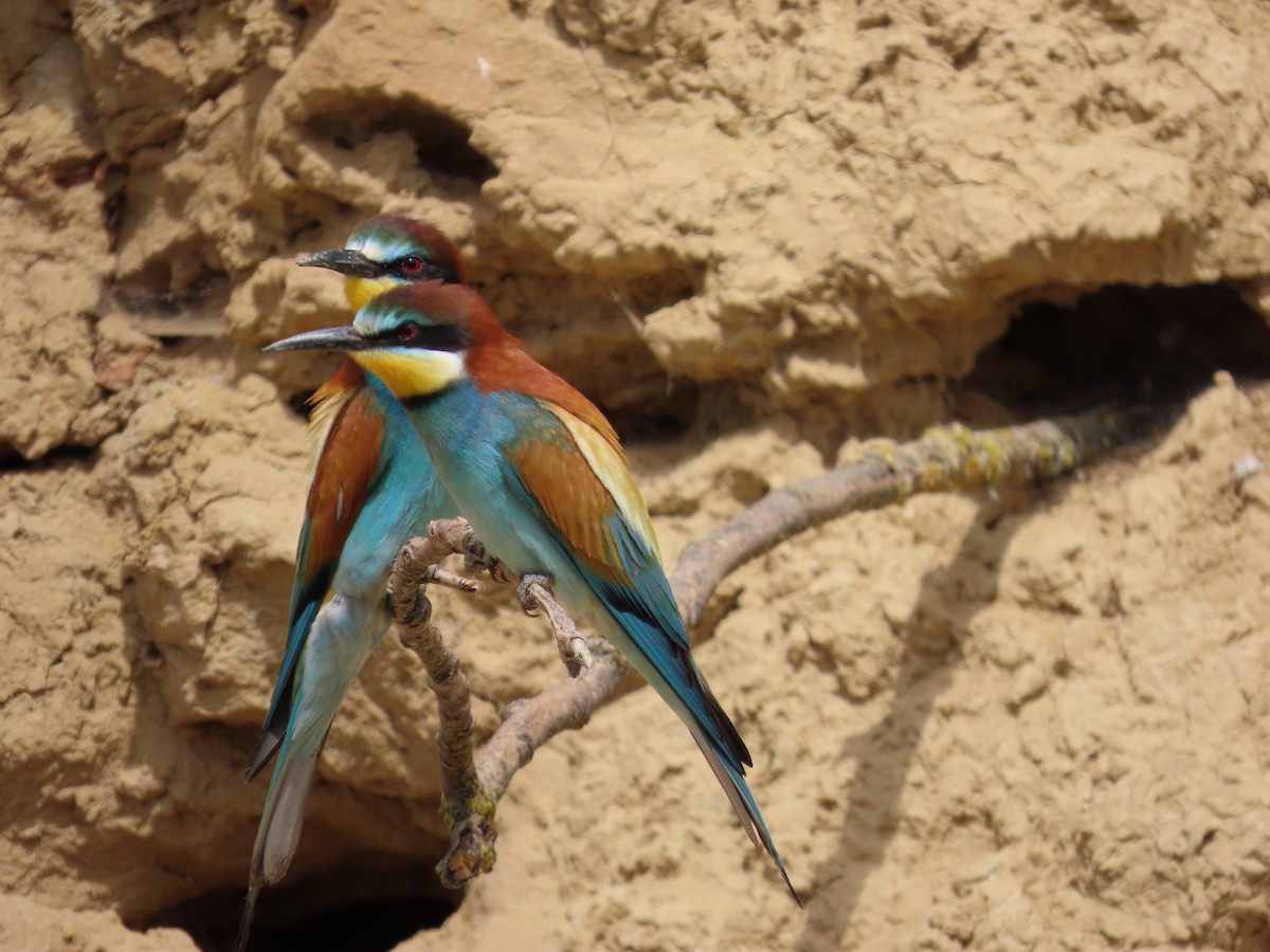 European Bee-eater - ML619842057