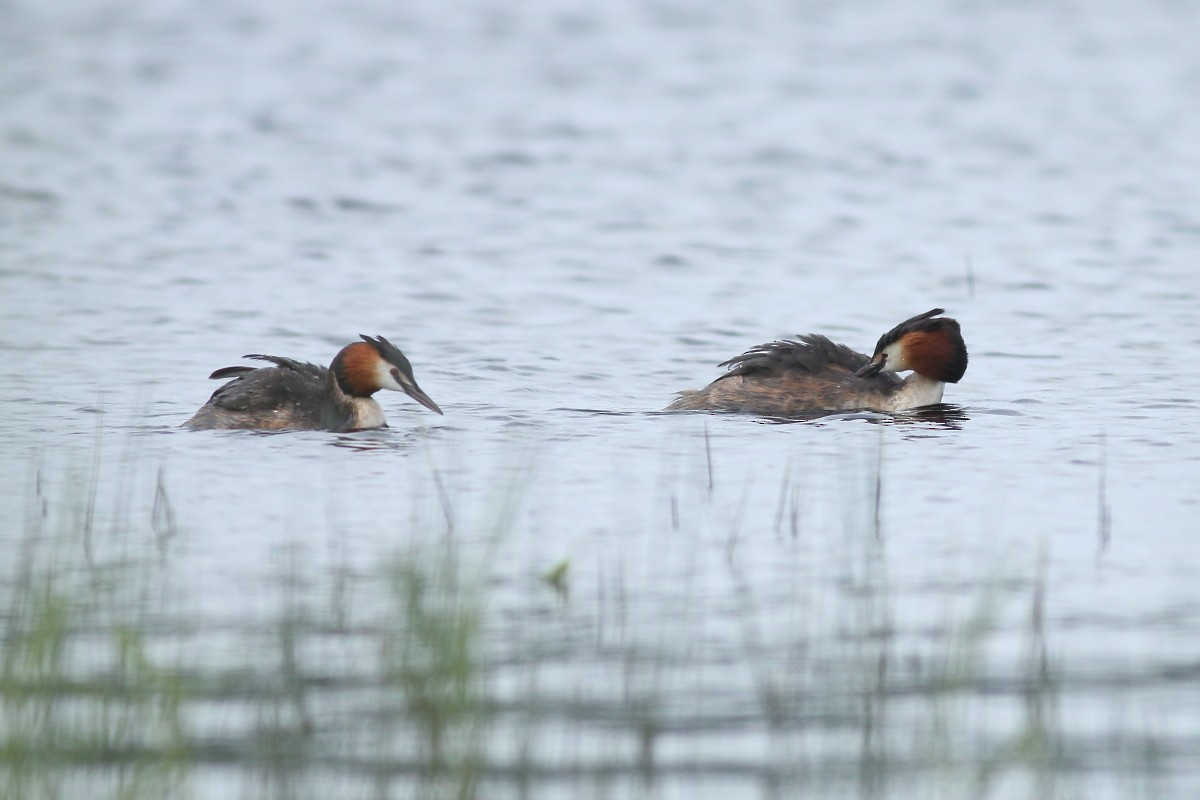 Great Crested Grebe - ML619842084