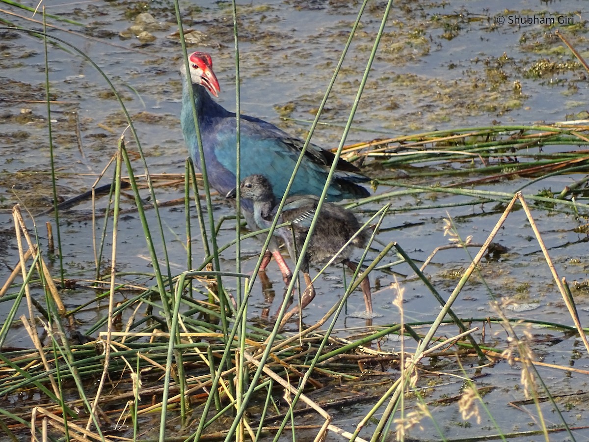 Gray-headed Swamphen - ML619842086