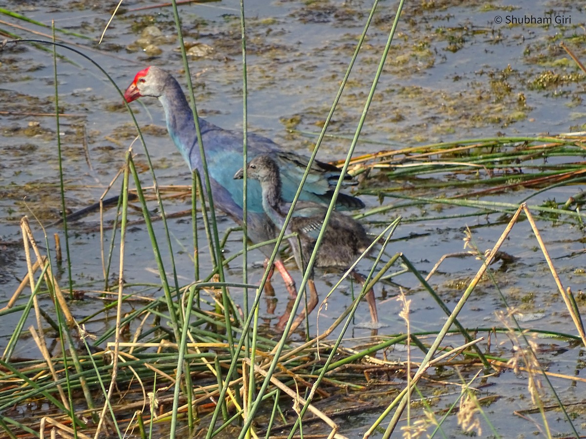 Gray-headed Swamphen - ML619842087