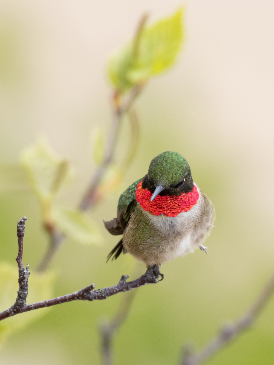 Ruby-throated Hummingbird - ML619842091