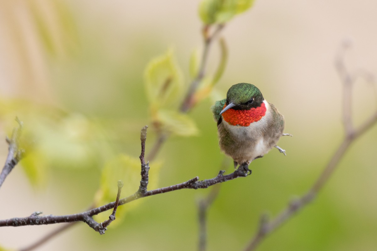 Ruby-throated Hummingbird - ML619842095
