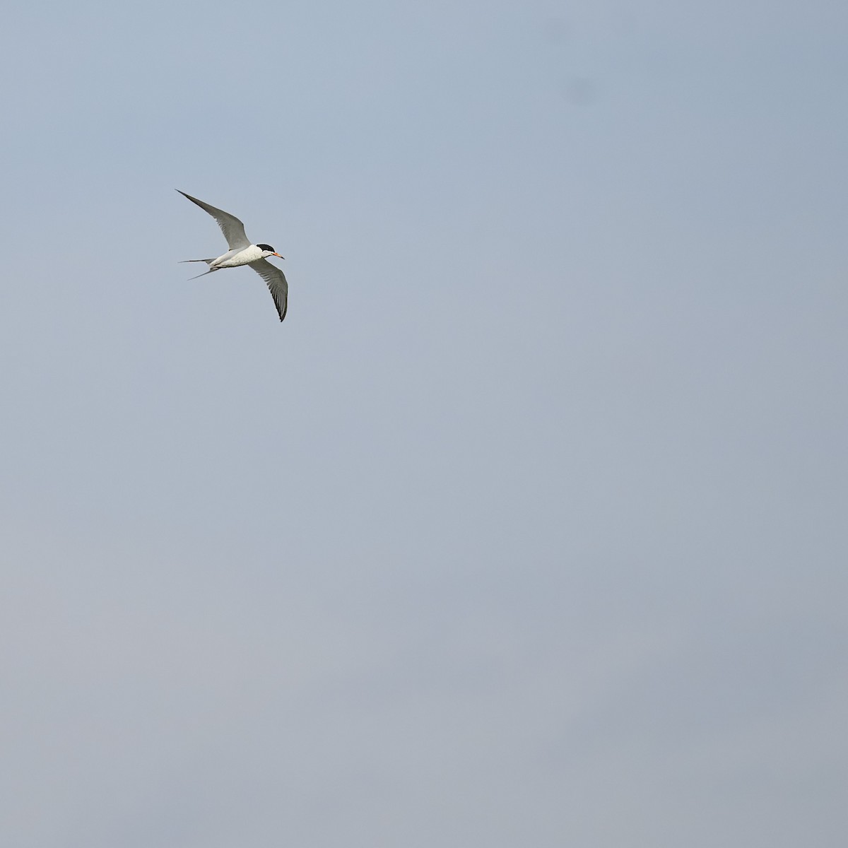 Common Tern - ML619842102