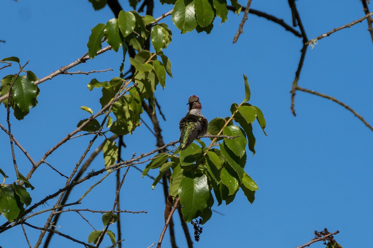 Anna's Hummingbird - ML619842104