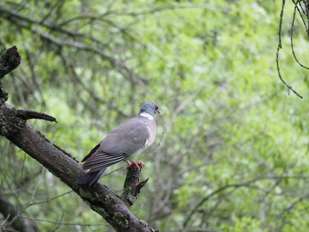 Common Wood-Pigeon - ML619842107