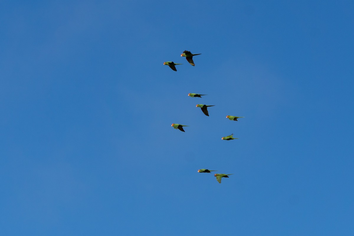 Red-masked Parakeet - ML619842113