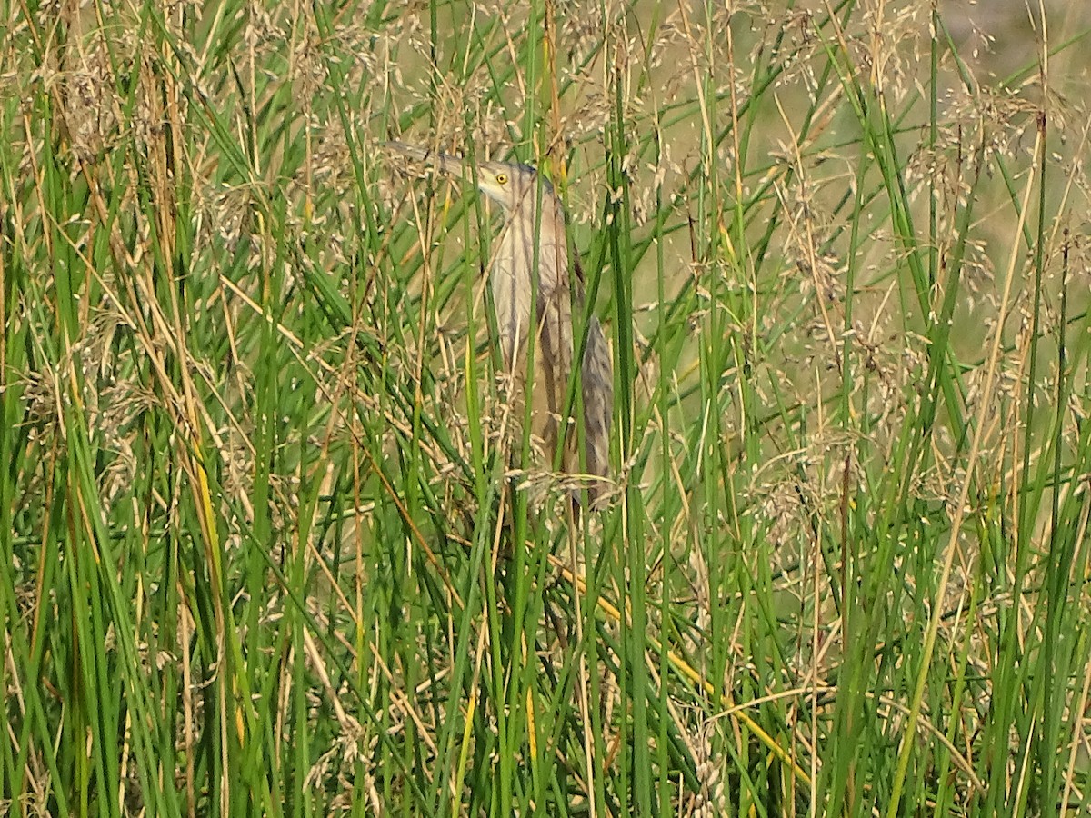 Yellow Bittern - ML619842114