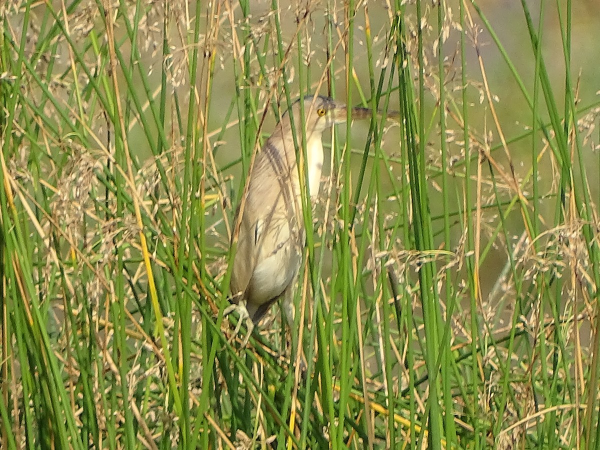 Yellow Bittern - ML619842115