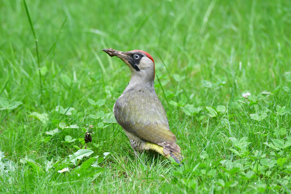 Eurasian Green Woodpecker - ML619842118