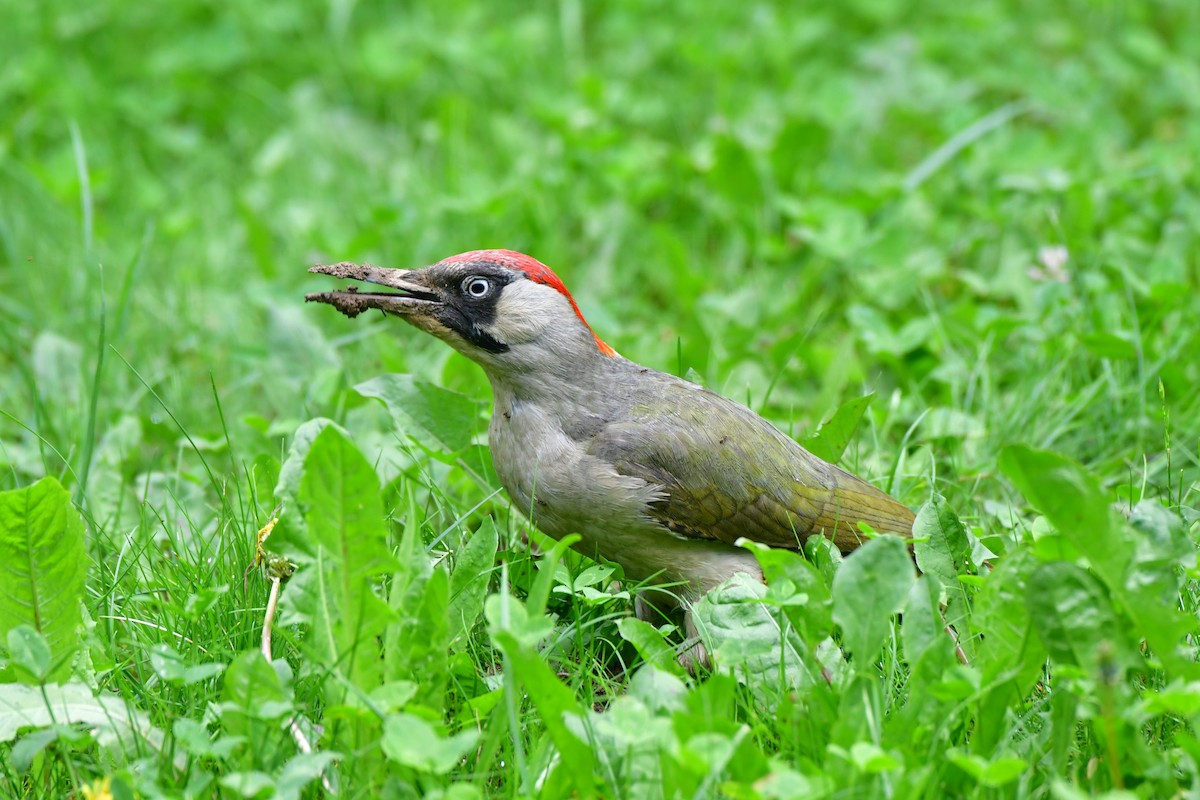 Eurasian Green Woodpecker - ML619842123