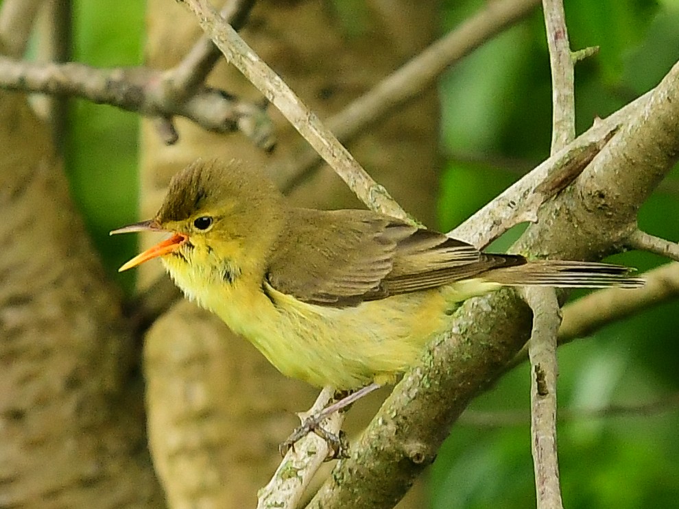 Melodious Warbler - ML619842154