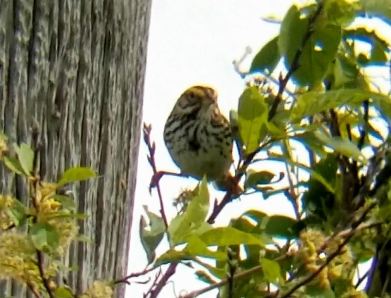 Savannah Sparrow - ML619842171