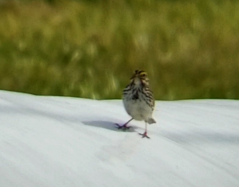Savannah Sparrow - ML619842172