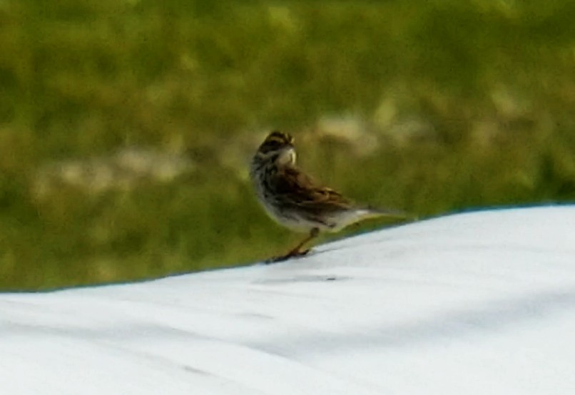 Savannah Sparrow - ML619842173