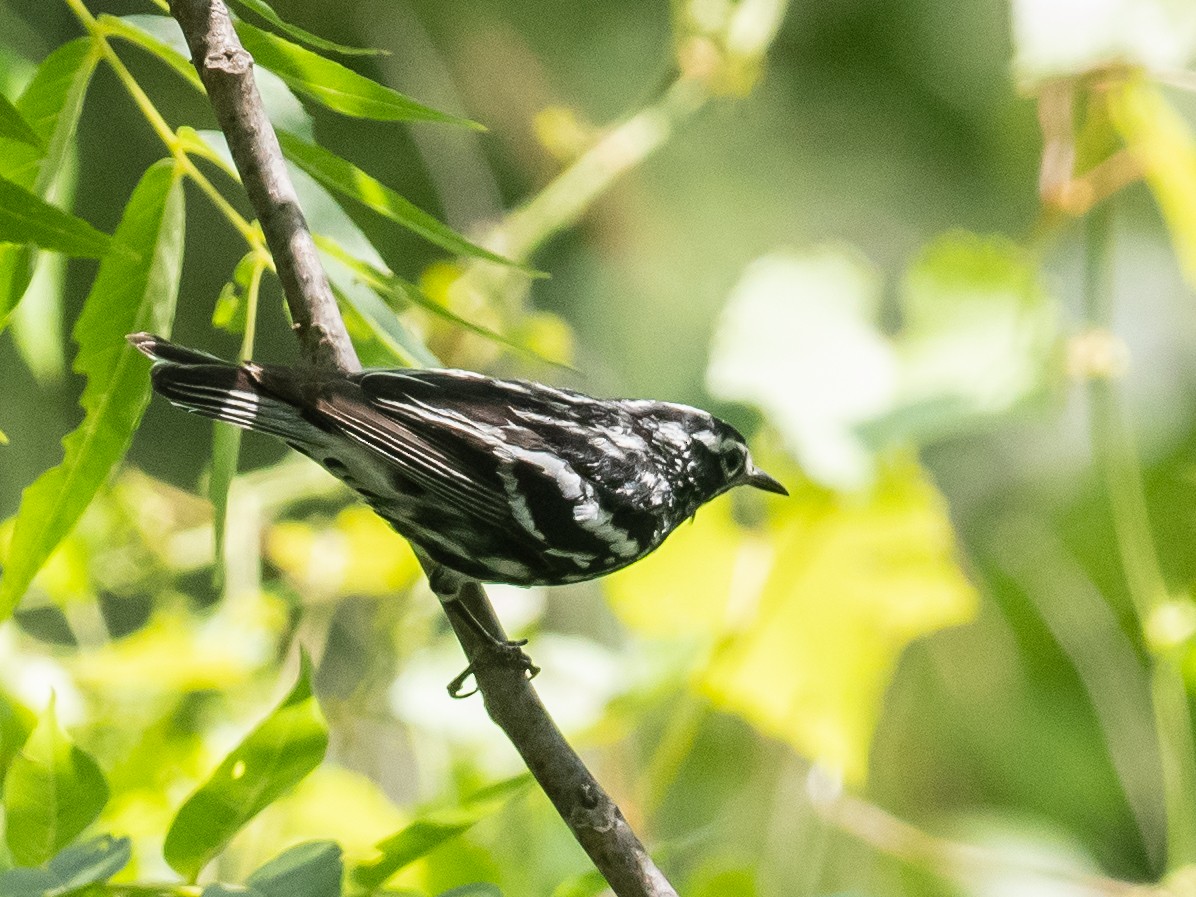 Black-and-white Warbler - ML619842175