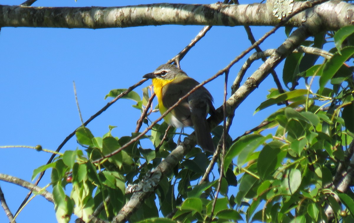 Yellow-breasted Chat - ML619842180