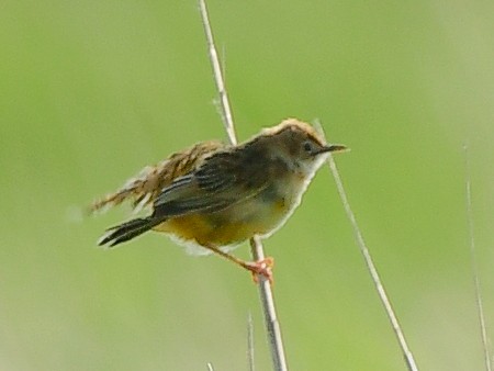 Zitting Cisticola - ML619842181