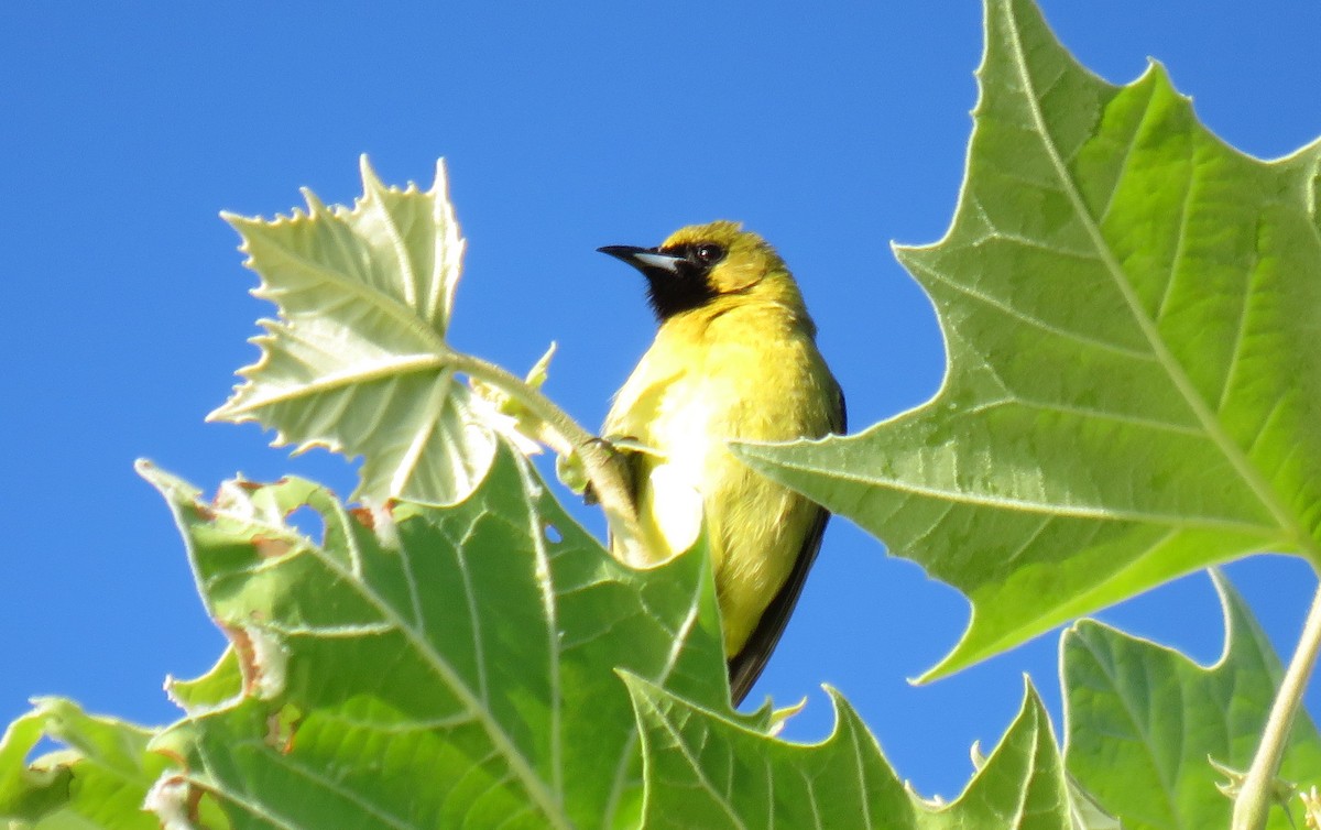 Orchard Oriole - ML619842184