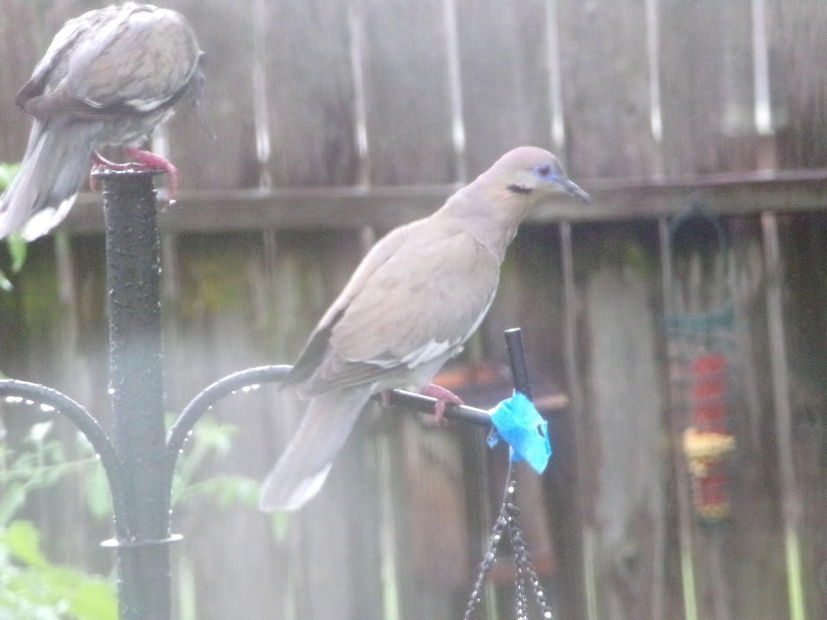 White-winged Dove - ML619842203