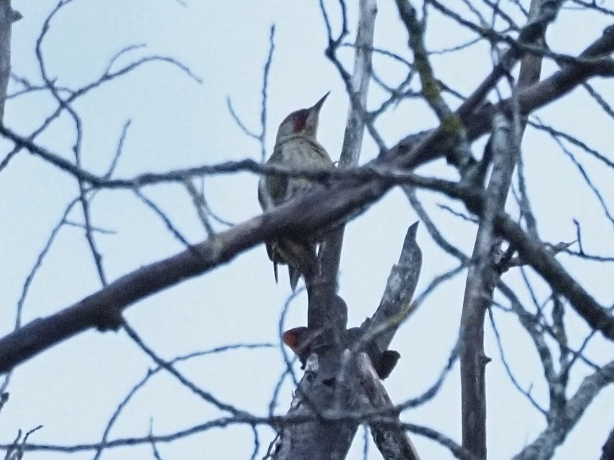 Iberian Green Woodpecker - ML619842214
