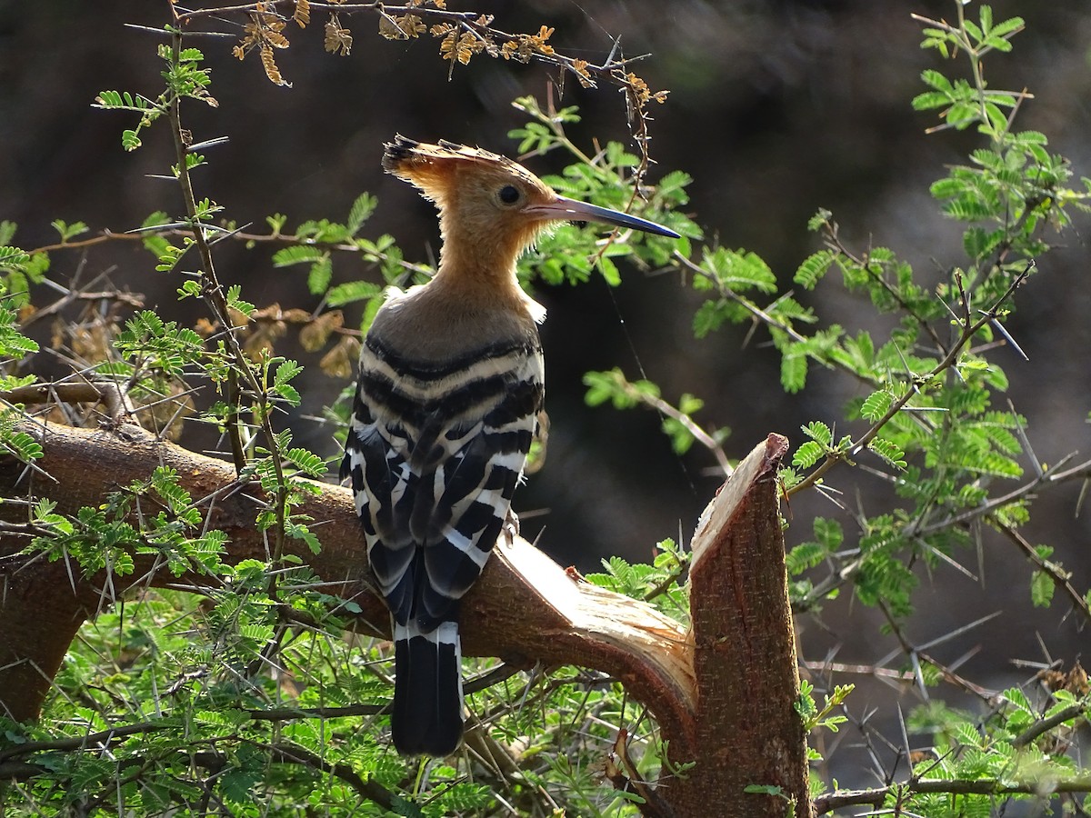 Eurasian Hoopoe - ML619842221