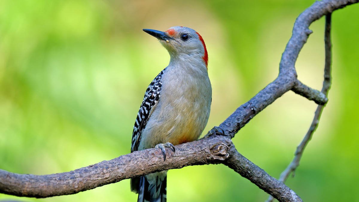 Red-bellied Woodpecker - ML619842229